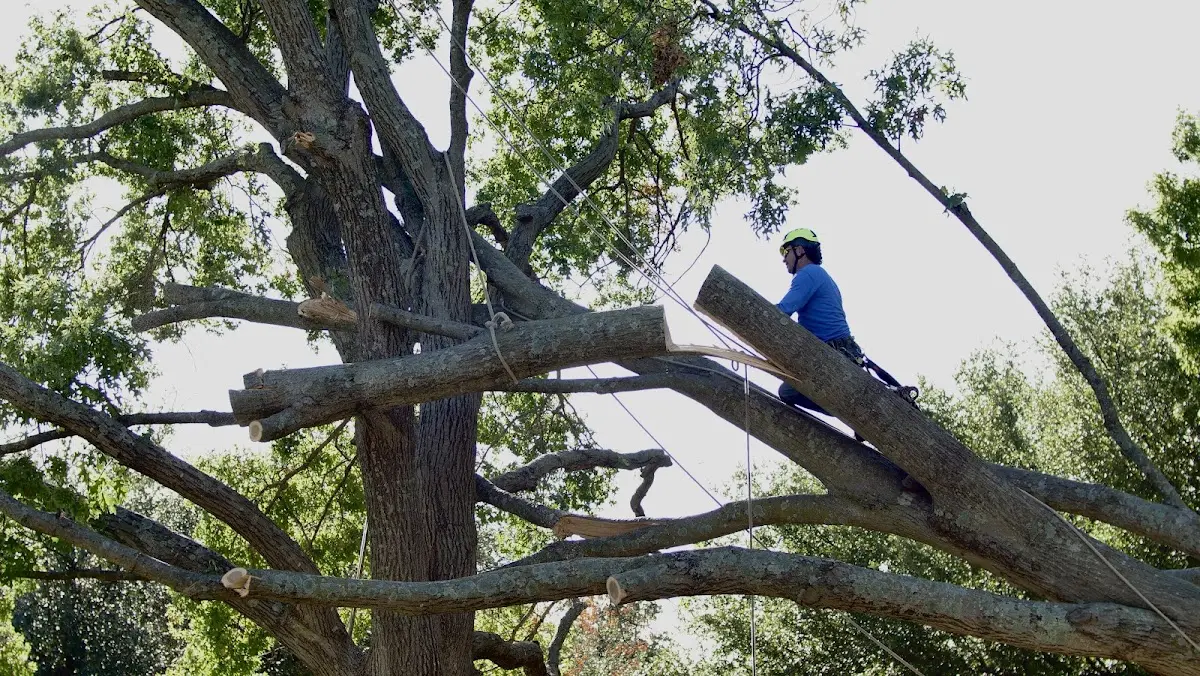Professional Hazardous Tree Removal performed by certified arborists in Holgate